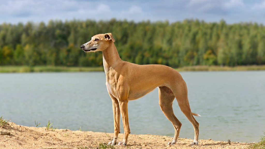 A tall skinny dog breed standing by a lake with greenery in the background.