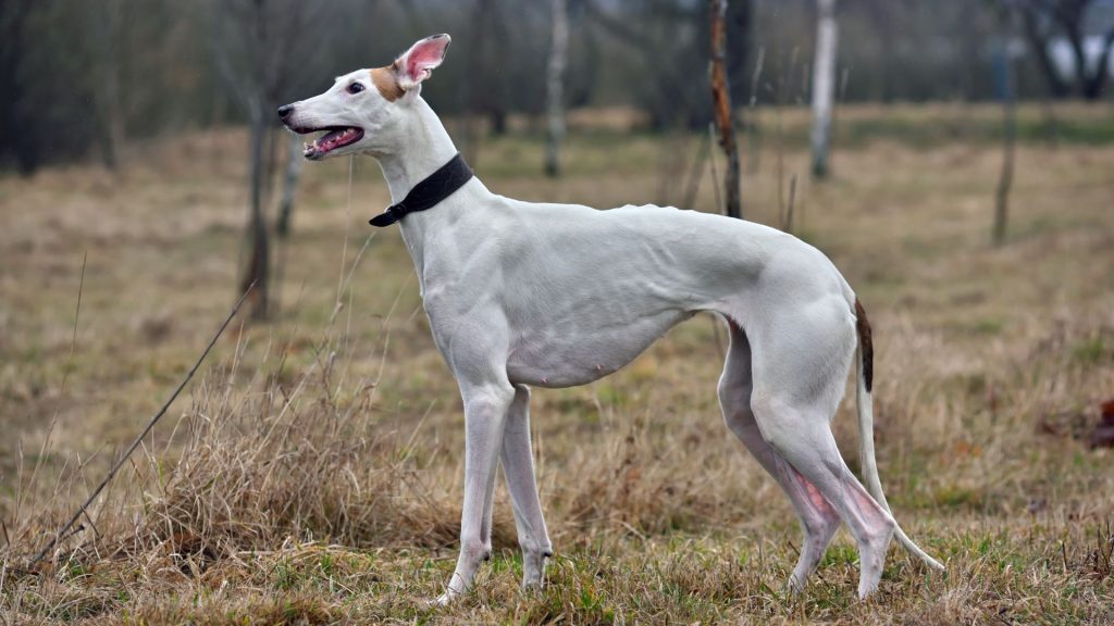 A tall skinny dog breed standing in a grassy field with trees in the background.