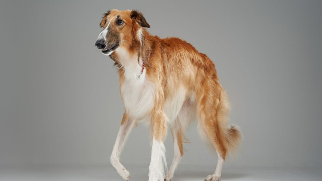 A tall skinny dog breed walking gracefully in a studio setting.