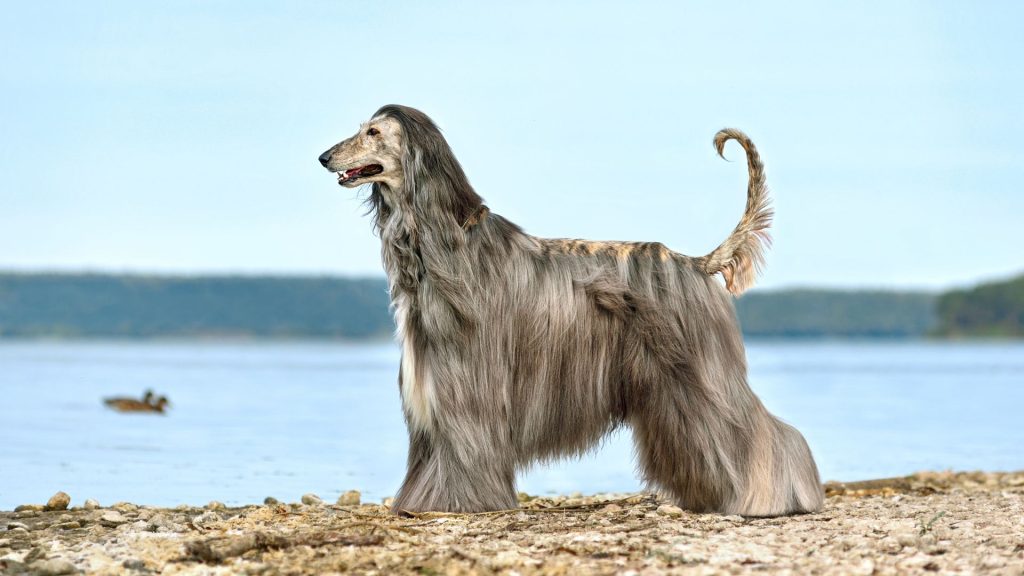 A tall skinny dog breed, Afghan Hound, standing by a lake.