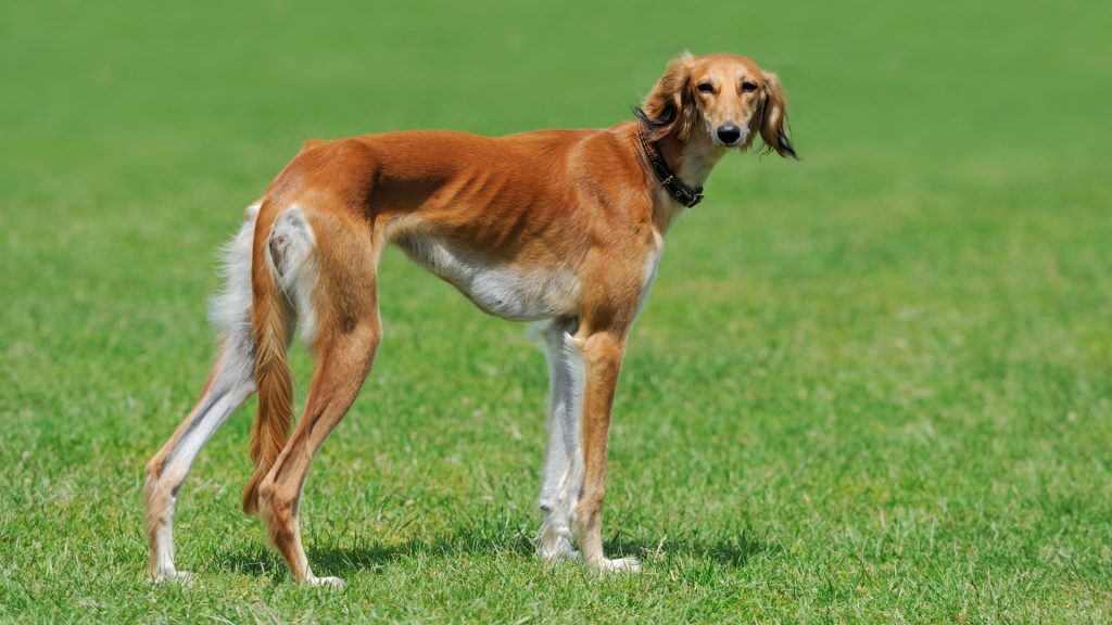 A tall skinny dog breed, Borzoi, standing on green grass.