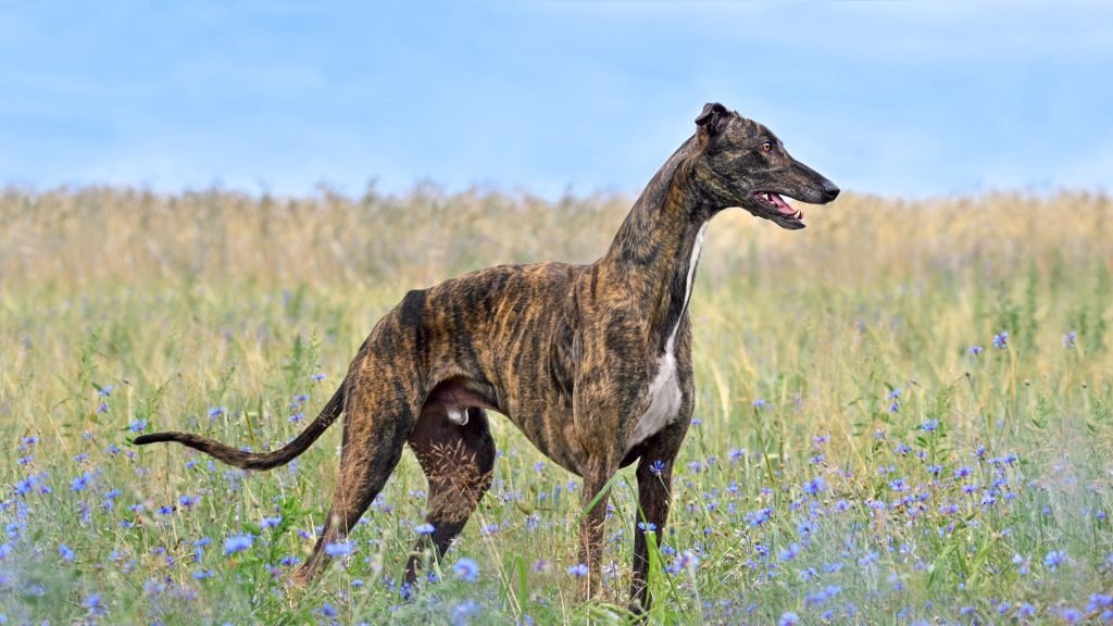 A tall skinny dog breed, Greyhound, standing in a field of flowers.