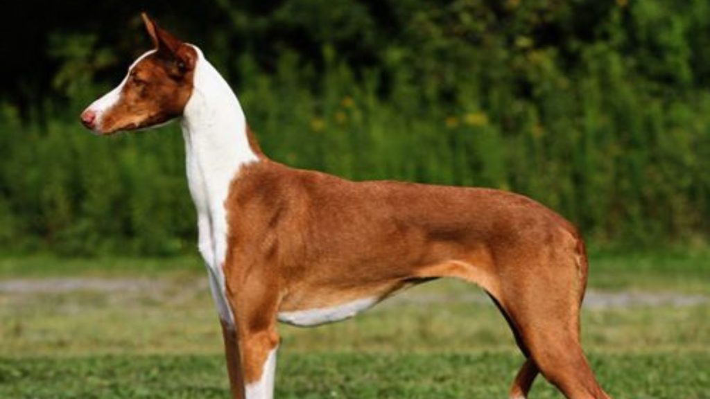 A tall skinny dog breed, Ibizan Hound, standing on green grass.