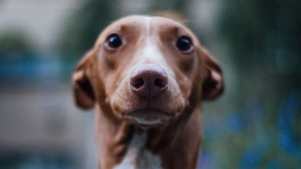 Close-up of a tall skinny dog breed, Pharaoh Hound, with a blurred background.