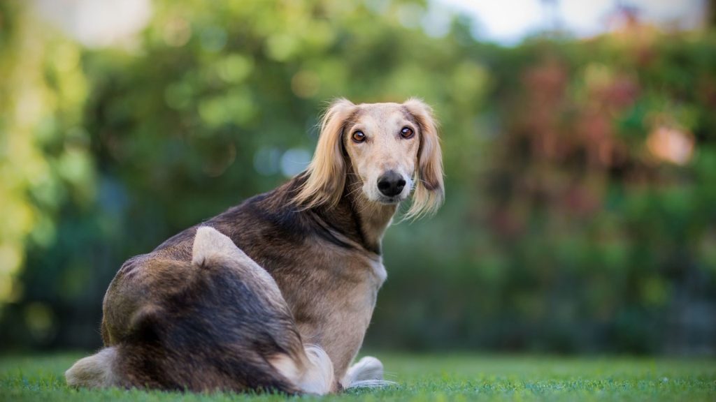 A tall skinny dog breed, Saluki, sitting on green grass with a blurred background.