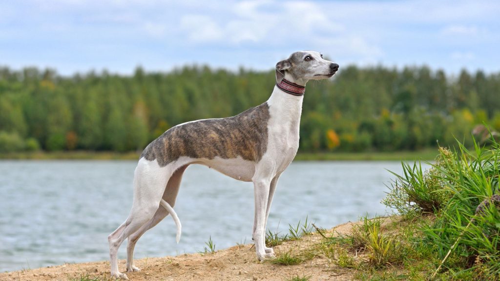 A tall skinny dog breed, Whippet, standing by a lake with greenery.