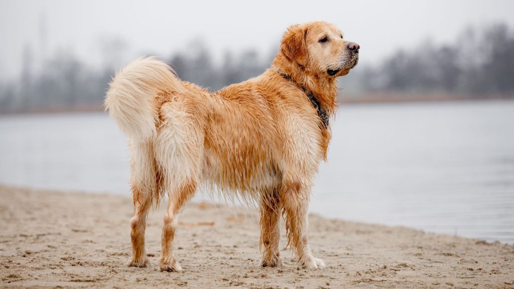 Golden Retriever lakeside, in Top 10 Non-Aggressive Dog Breeds.