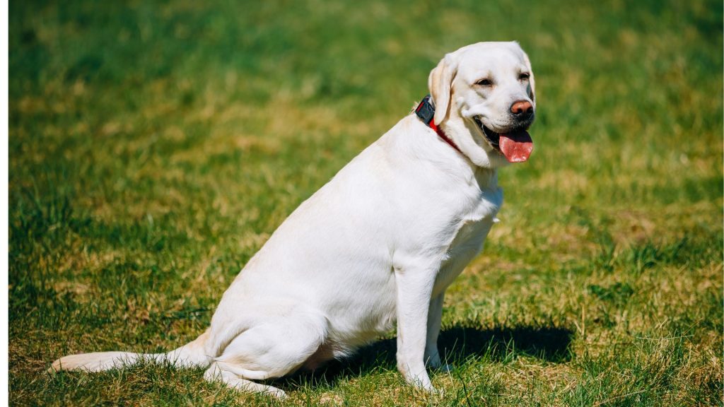 Labrador Retriever sitting on grass, part of the Top 10 Non-Aggressive Dog Breeds.