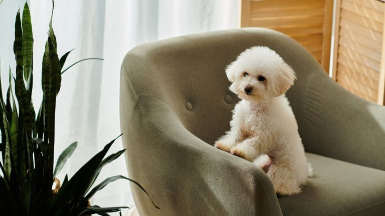 Bichon Frise on a chair, one of the top non-aggressive dog breeds for a peaceful home.