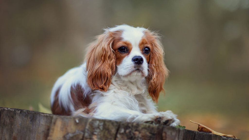 Cavalier King Charles, peaceful dog breed.