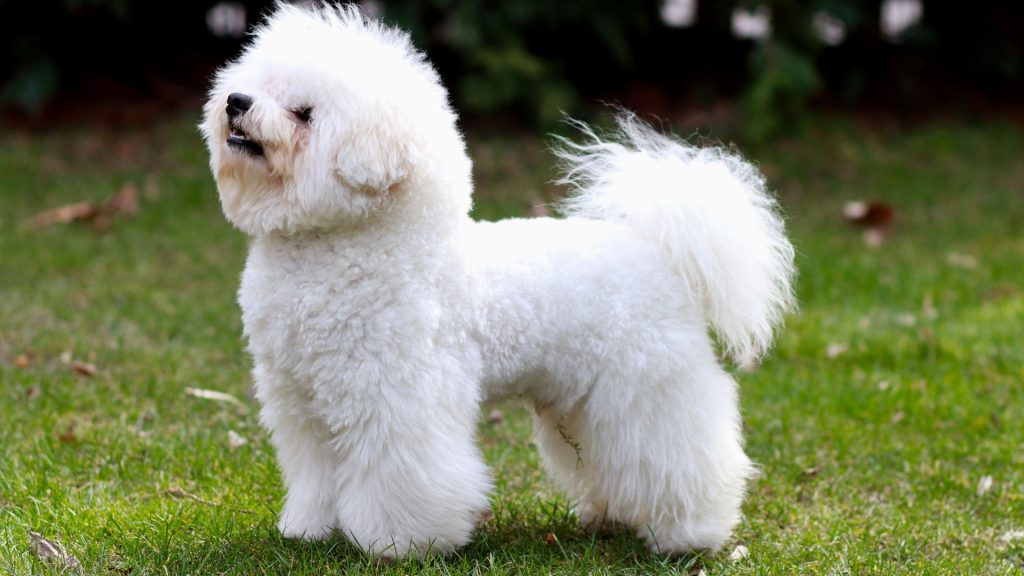 Fluffy white Bichon Frise in a garden.