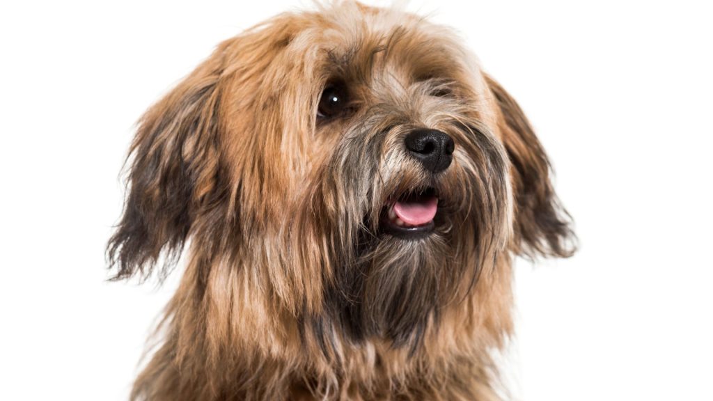 Brown shaggy dog, one of the Top 10 Non-Aggressive Dog Breeds for a Peaceful Home.