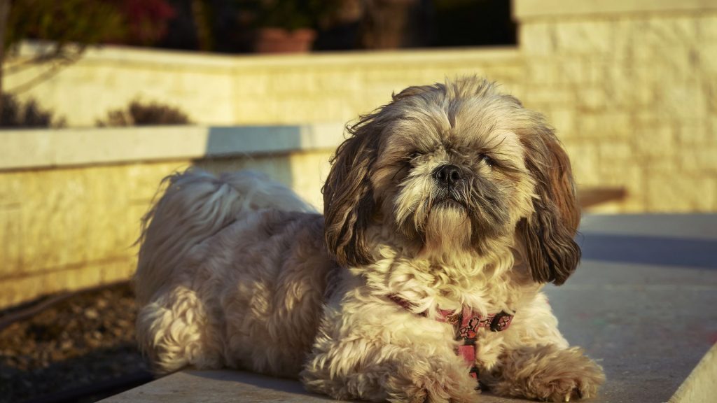 Shih Tzu resting outdoors, a top non-aggressive dog breed for a peaceful home.