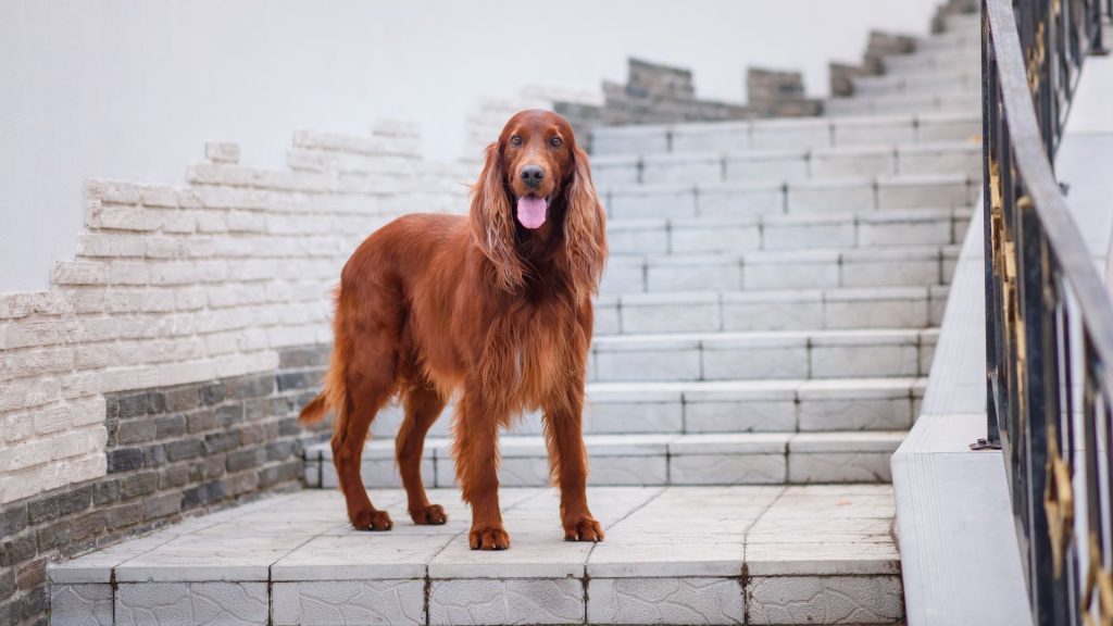 Irish Setter standing on stairs, a top non-aggressive dog breed for a peaceful home.