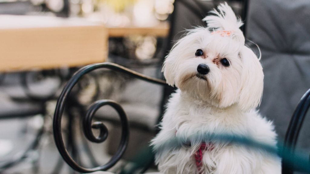 Maltese dog sitting on a chair, a top non-aggressive breed for a peaceful home.