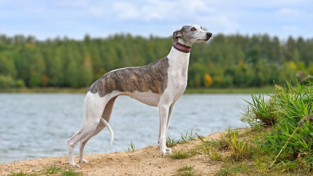 Whippet dog standing by a lake, showcasing a top non-aggressive breed for a peaceful home.