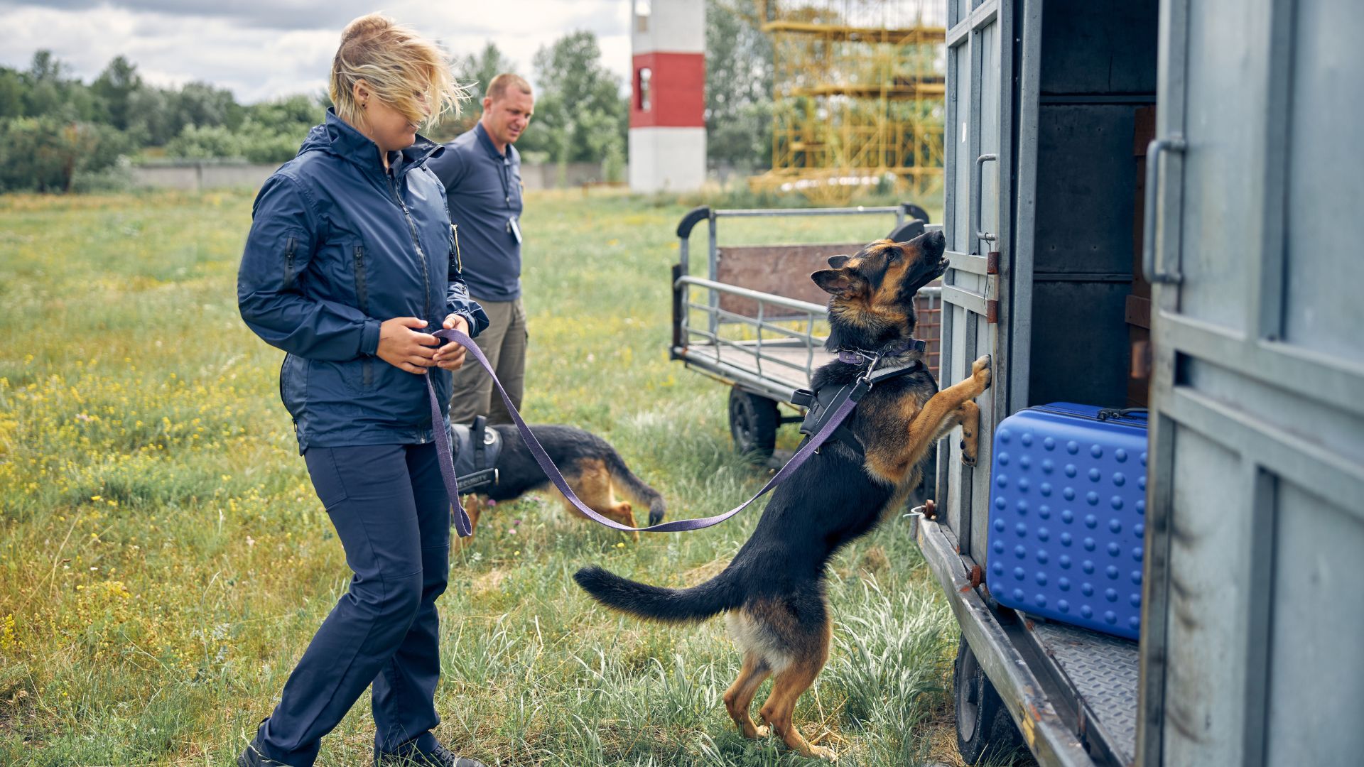 Police dog with handler sniffing around a vehicle during training.