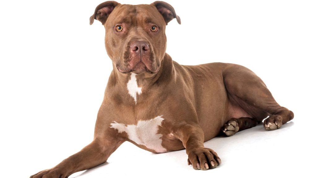 An American Pit Bull Terrier, an unsafe dog breed, lying down on a white background.