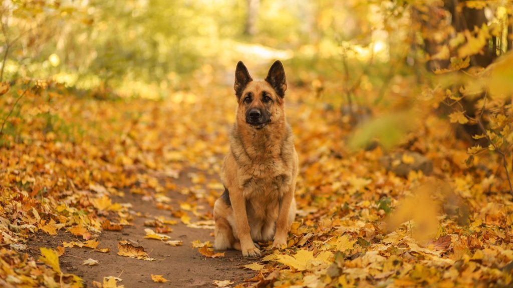 A German Shepherd, an unsafe dog breed, sitting on a path covered with autumn leaves.