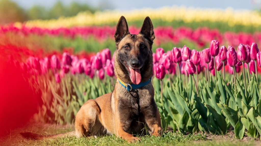 Belgian Malinois lying in a tulip field, exemplifying elite law enforcement canines.