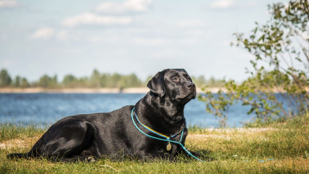 A Labrador Retriever, an unsafe dog breed, lying down by a lakeside.