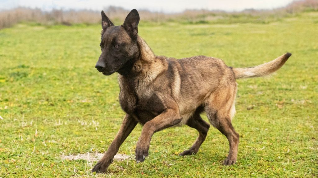 A Belgian Malinois, an unsafe dog breed, running in a grassy field.