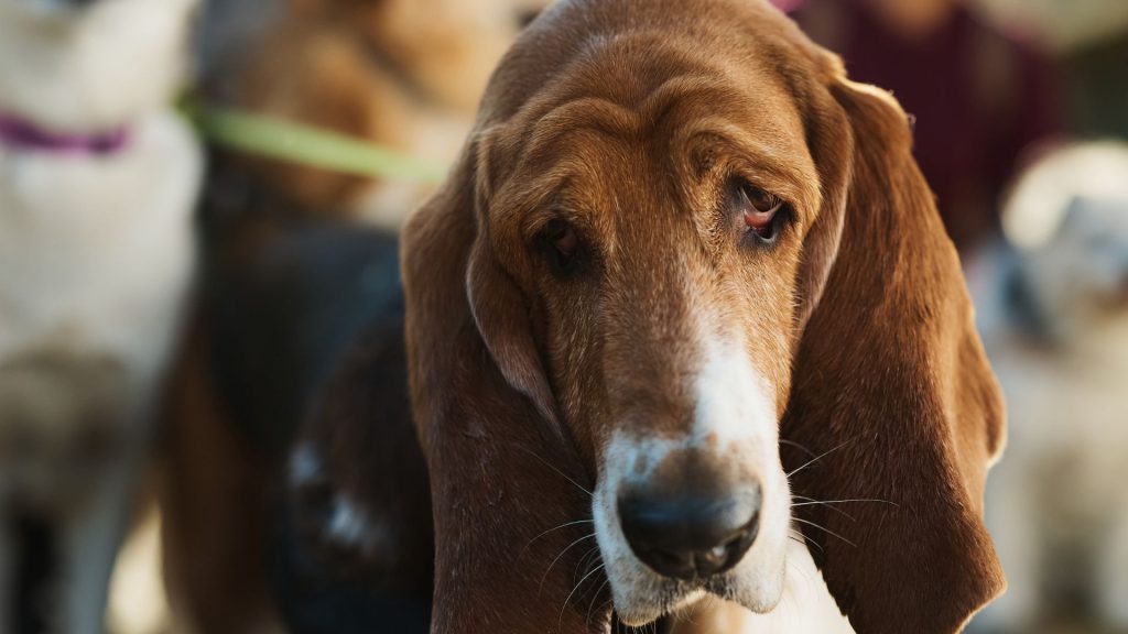 Basset Hound, a dedicated tracker, showcases traits of top police tracking dogs.