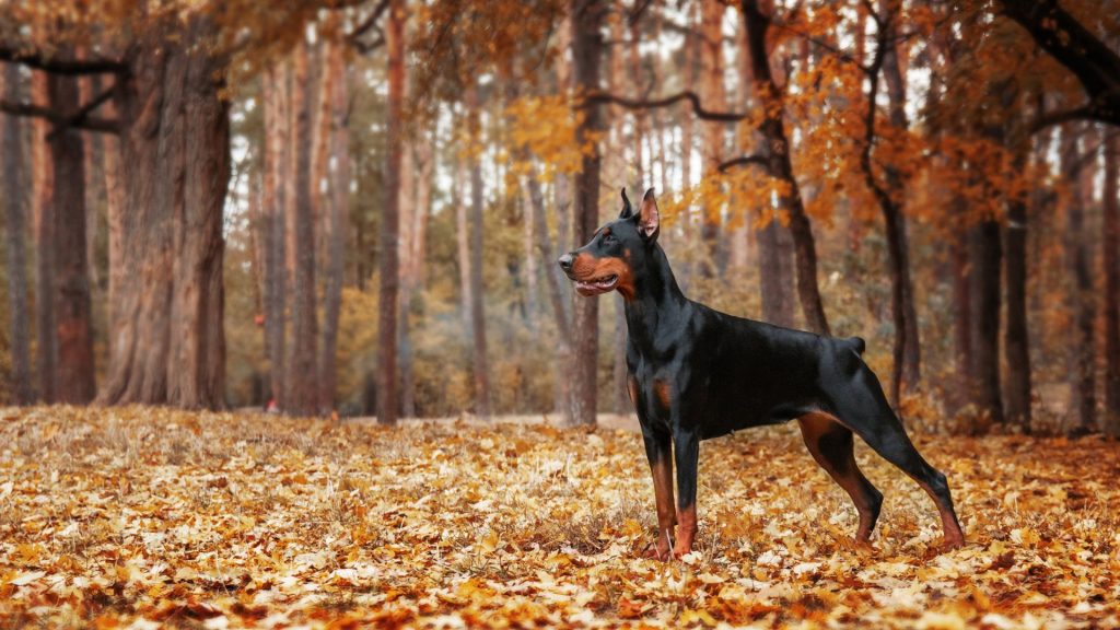 A Doberman Pinscher, an unsafe dog breed, standing alert in a forest with autumn leaves.