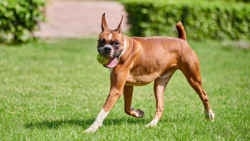 A Boxer, an unsafe dog breed, playing with a ball in a grassy field.