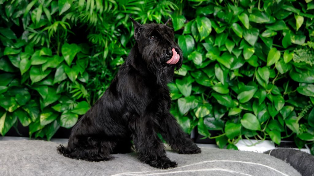 A Giant Schnauzer, an unsafe dog breed, sitting with its tongue out against a green leafy background.