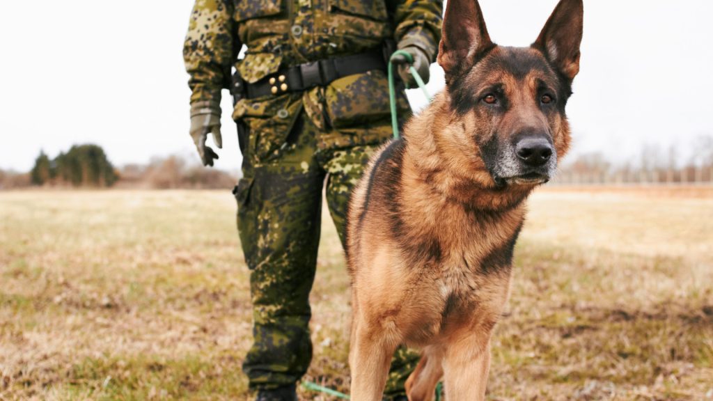 A military dog standing alert next to a soldier in camouflage.