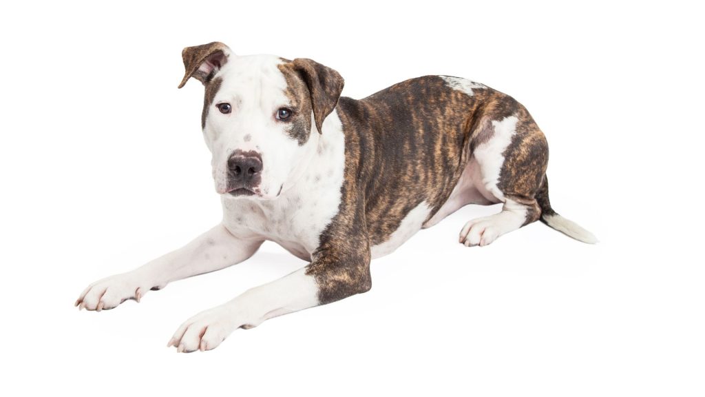 A brindle and white American Bulldog lying down against a plain white background.