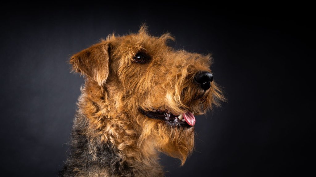 An Airedale Terrier with a fluffy, wiry coat, seen from the side against a dark background.