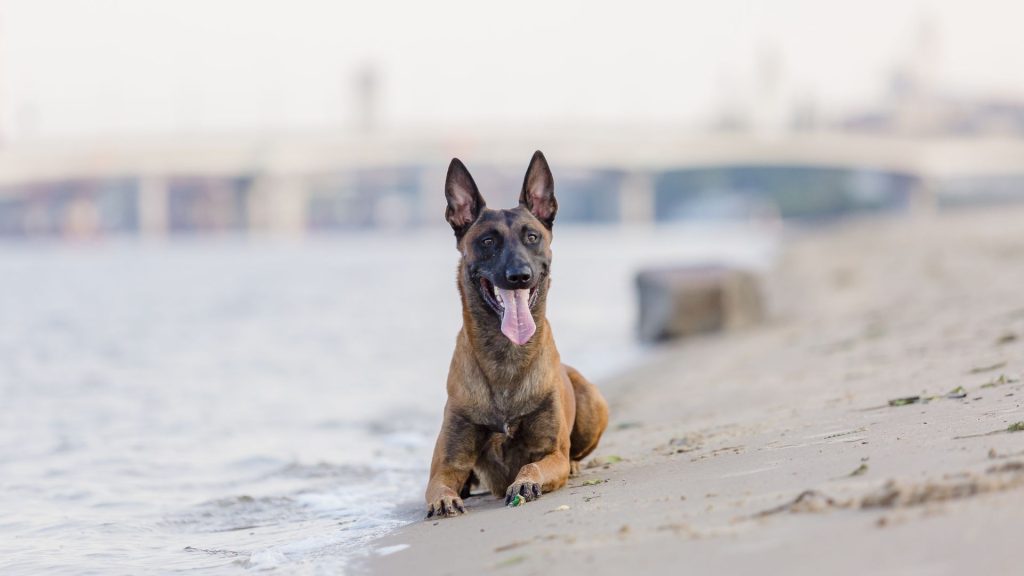 A Belgian Malinois dog resting on the beach with a bridge in the background.