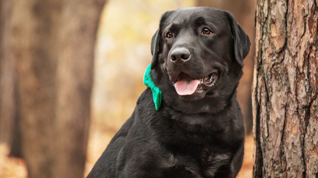 A black Labrador Retriever wearing a green bandana standing near a tree in a forest.