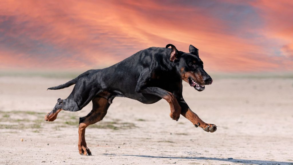 A Doberman Pinscher running on a sandy beach with a vibrant sunset in the background.

