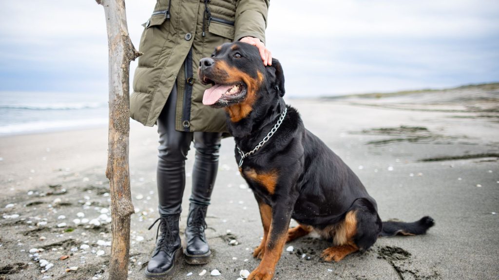 A Rottweiler sitting on a sandy beach with a person standing beside, holding a stick.