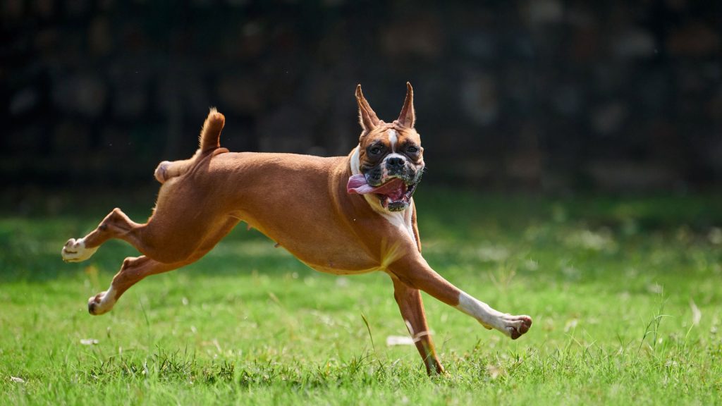 A Boxer dog running energetically across a grassy field.