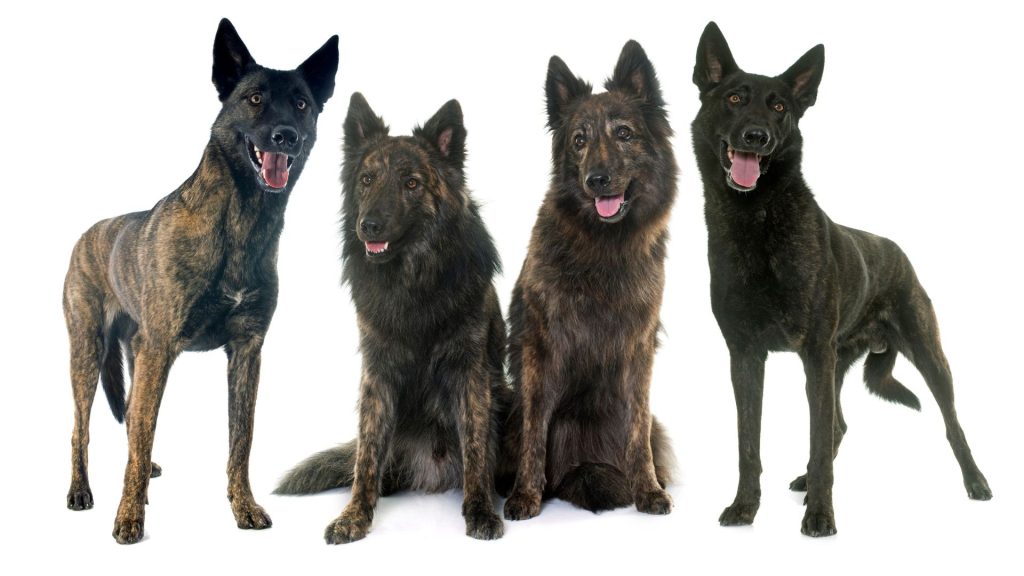 Four Belgian Malinois dogs standing and sitting in a row, showcasing their alert and attentive expressions.