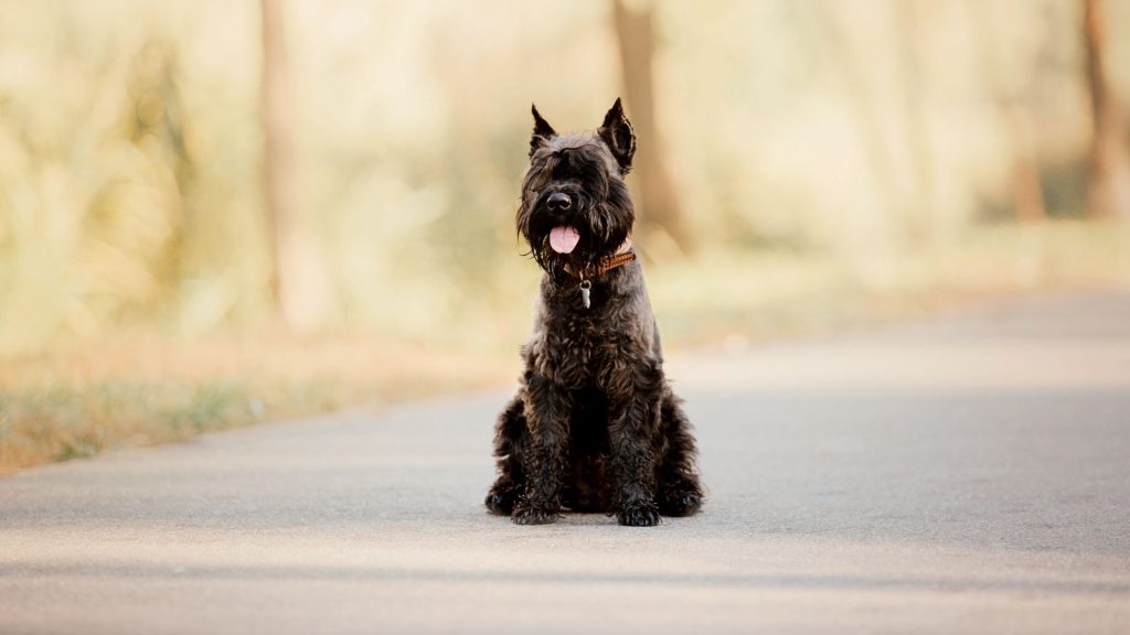 A black Giant Schnauzer sitting on a paved path, with a blurred natural background.