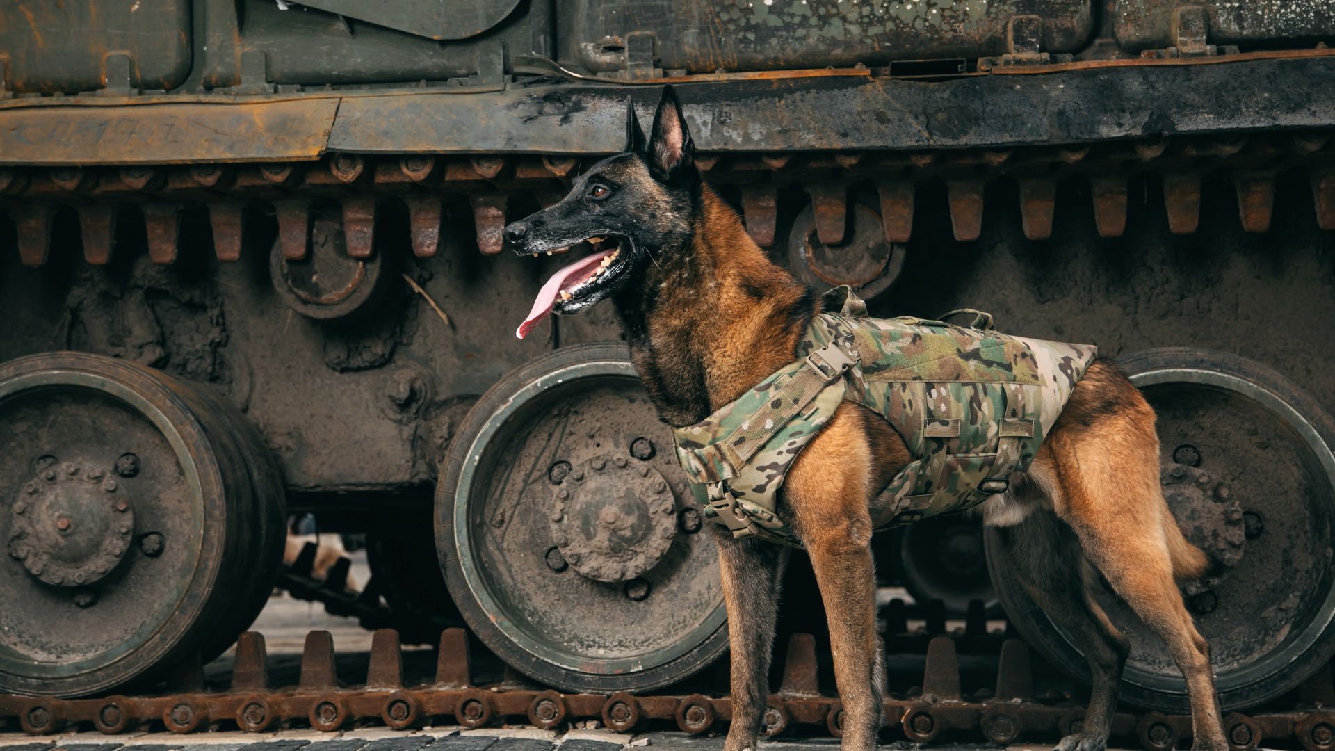 A military dog wearing camouflage gear stands beside a tank.