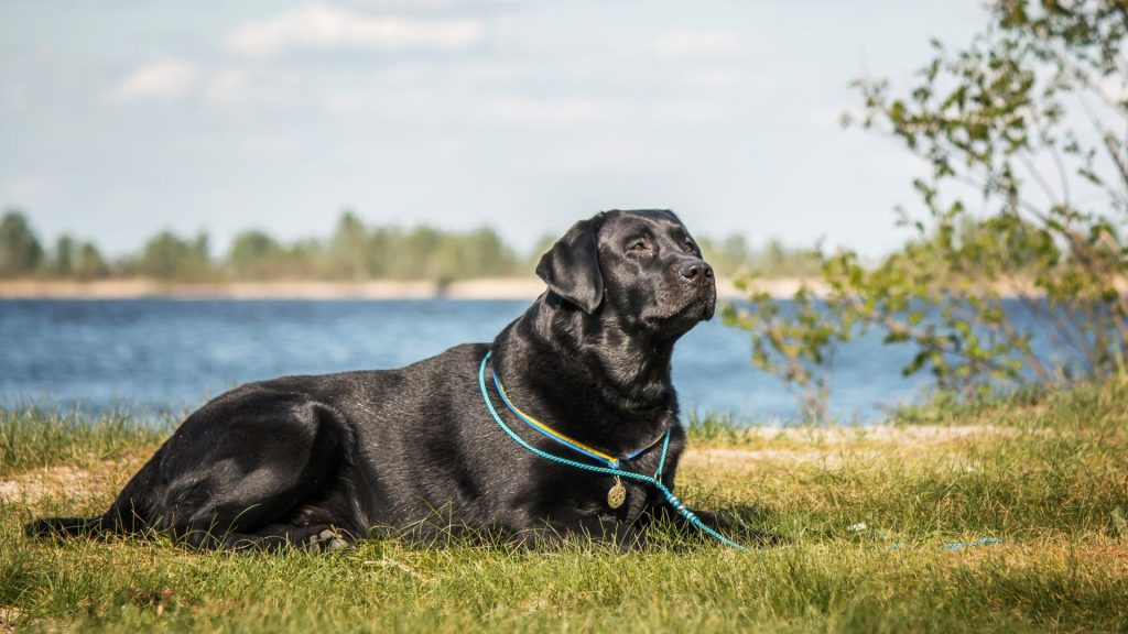 Brown and Black Dog Breeds 