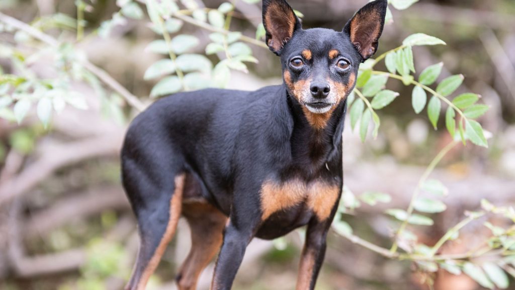 Brown and Black Dog Breeds - Manchester Terrier