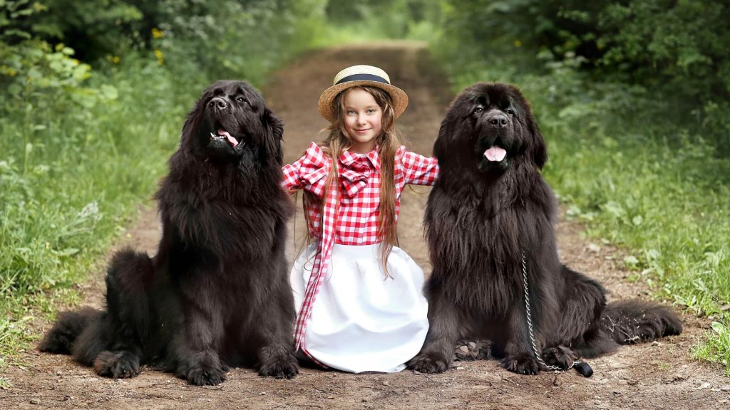 Brown and Black Dog Breeds - Newfoundland