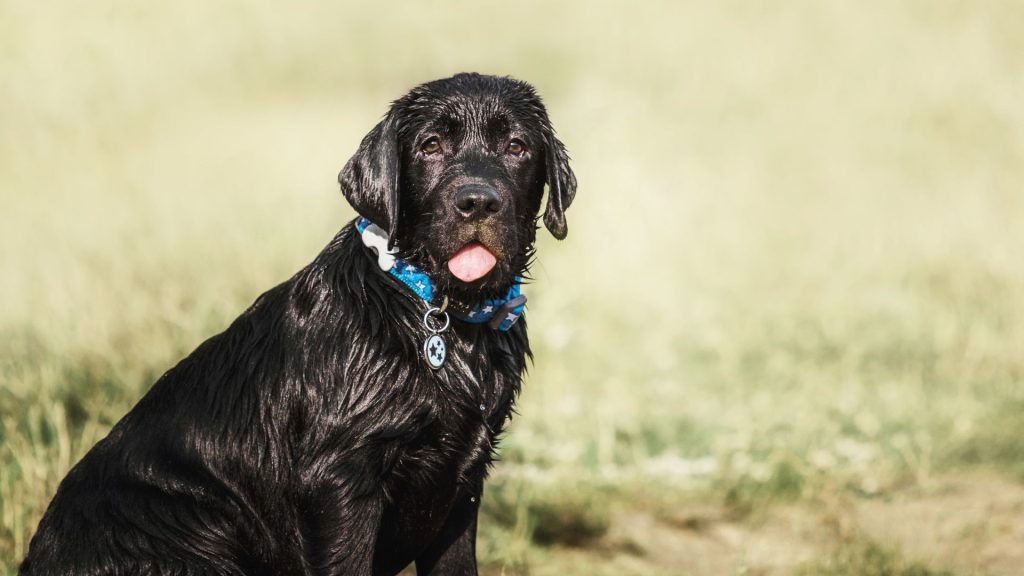 Brown and Black Dog Breeds - Flat-Coated Retriever