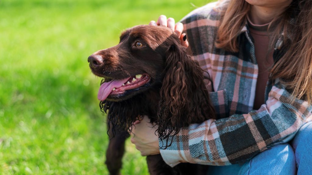 Brown and Black Dog Breeds