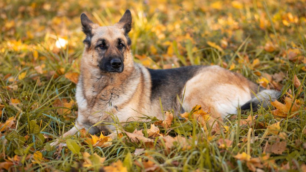 Brown and Black Dog Breeds - German Shepherd