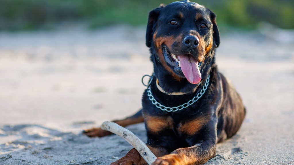 Brown and Black Dog Breeds - Rottweiler