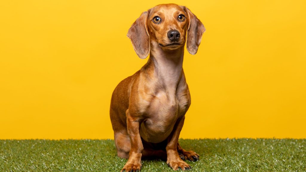 Brown and Black Dog Breeds - Dachshund