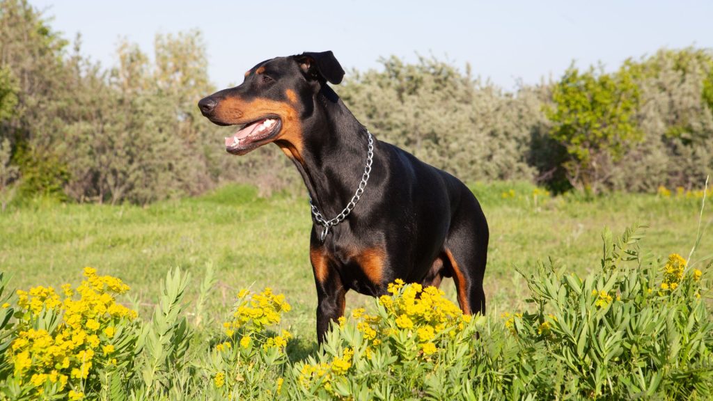 Brown and Black Dog Breeds - Doberman Pinscher